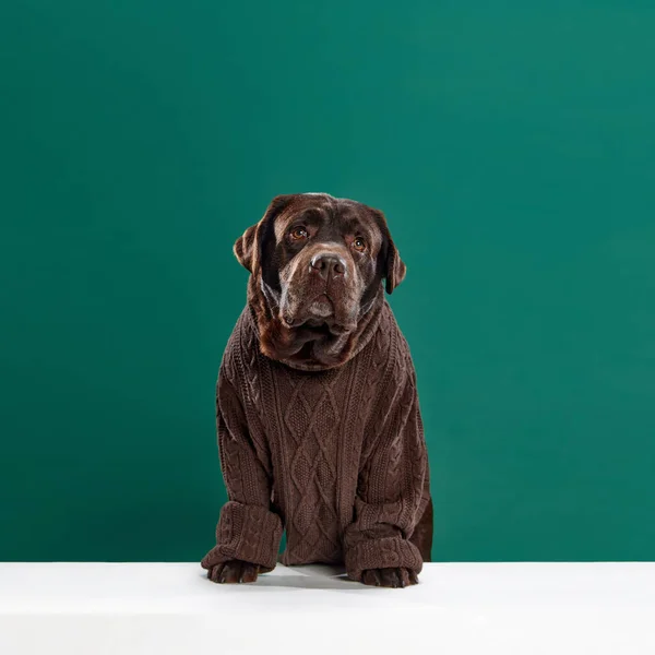 Konzept Der Tiere Haustiere Mode Kunst Stil Kopierraum Für Werbung — Stockfoto