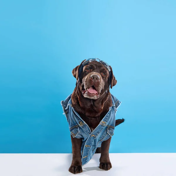 Labrador Marrom Engraçado Elegante Puro Vestindo Camisa Jeans Óculos Contra — Fotografia de Stock
