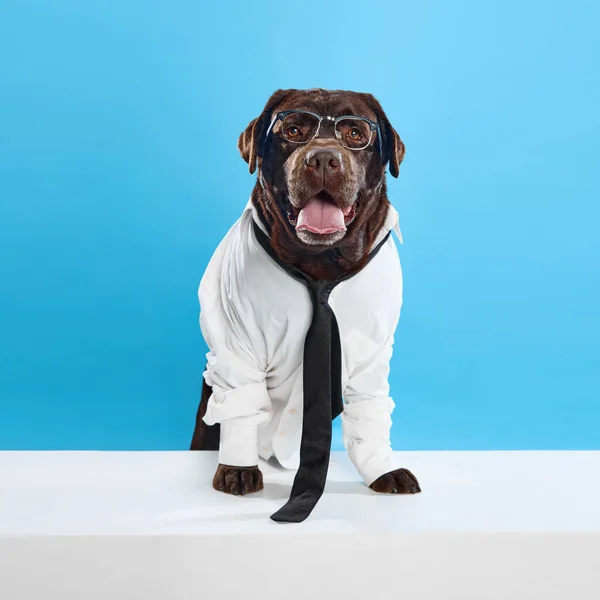 Businessman. Professor. Chocolate colored dog, labrador wearing shirt, tie and glasses, sitting against blue studio background. Concept of animals, pets fashion, art, style. Copy space for ad