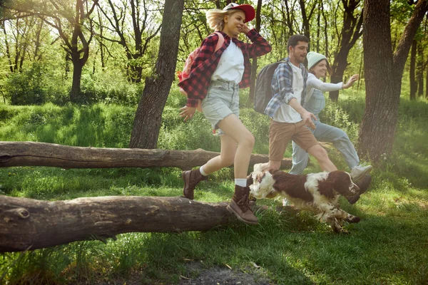 若者のグループは 友人の森の中を歩くと 暖かい晴れた日にハイキングに行く 犬と大きな木の上をジャンプします アクティブなライフスタイル スポーツ 友情の概念 — ストック写真