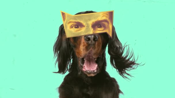 Pies Otwartymi Ustami Męskimi Oczami Wyraża Złość Podrażnienie Zatrzymaj Ruch — Wideo stockowe