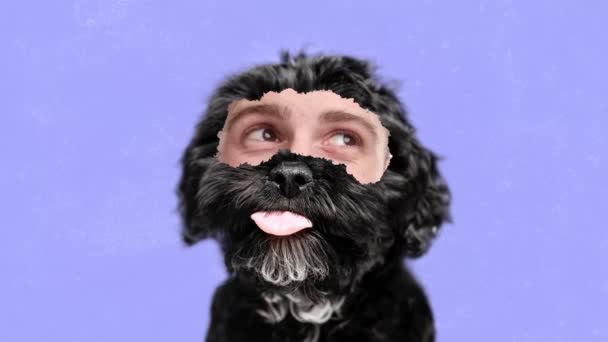 Netter Lieblicher Kleiner Schwarzer Hund Mit Männlichen Augen Der Einen — Stockvideo