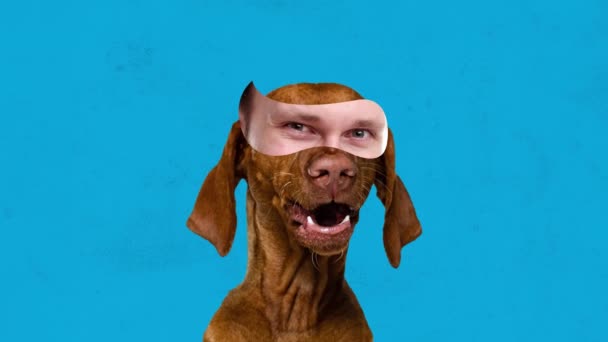 喜びの感情を表現する男性の目の要素を持つ面白い美しい犬 移動ブラウザ 面白い外観を作ります 動くなアニメーション 動物の概念 楽しさ 創造性 シュールレアリズム — ストック動画