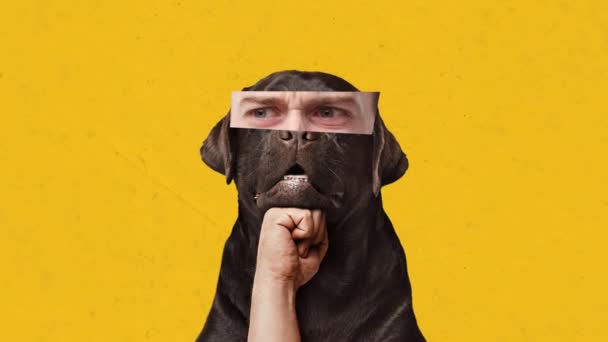 黑狗与人类的眼睛元素表现严肃 集中的目光与黄色背景 停止运动 动物的概念 创造力 超现实主义 — 图库视频影像