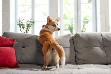 Oturma odasında kanepede durup pencereden dışarı bakan akıllı, güzel bir Corgi köpeği. Meraklı, oynak evcil hayvan. Hayvan hayatı kavramı, bakım, evcil hayvan arkadaşı, yaşam tarzı, mutluluk, veteriner.