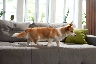 Güzel safkan Corgi köpeği gündüz vakti oturma odasında kanepede yürüyor. Evdeki sıcacık zaman. Mutlu hayvan. Hayvan hayatı kavramı, bakım, evcil hayvan arkadaşı, yaşam tarzı, mutluluk, veteriner.