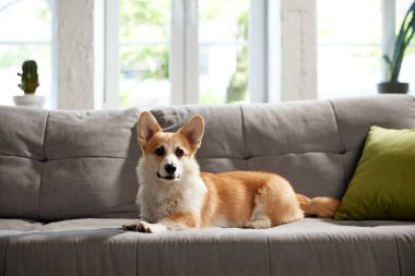 Çekici, sevimli, güzel safkan Corgi köpeği gündüz vakti oturma odasında kanepede yatıyor. Rahatlatıcı. Hayvan hayatı, bakım, evcil hayvan arkadaşı, yaşam tarzı, mutluluk, veteriner, tımar
