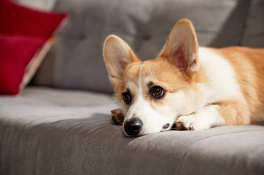 Şirin köpeklerin ağızlıklarına yakın çekim. Güzel safkan Corgi köpeği oturma odasında kanepede uzanıyor ve dikkatlice bakıyor. Hayvan hayatı kavramı, bakım, evcil hayvan arkadaşı, yaşam tarzı, mutluluk, veteriner.