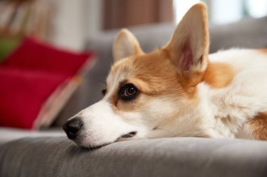 Şirin köpeklerin ağızlıklarına yakın çekim. Güzel, rahat safkan Corgi köpeği oturma odasında kanepede uzanıyor ve dikkatlice bakıyor. Hayvan hayatı kavramı, bakım, evcil hayvan arkadaşı, yaşam tarzı, mutluluk, veteriner.