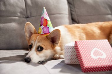Doğum günü şapkalı, küçük, şirin, saf Corgi sosislisi hediye kutusuyla kanepede yatıyor. Doğum günü kutlaması. Hayvan hayatı kavramı, bakım, evcil hayvan arkadaşı, yaşam tarzı, mutluluk, veteriner.
