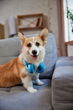 Mutlu, gülümseyen, saf Corgi köpeği modern oturma odasındaki kanepede gündüz vakti oturuyor. Kulaklık takan köpek. Hayvan hayatı kavramı, bakım, evcil hayvan arkadaşı, yaşam tarzı, mutluluk, veteriner.