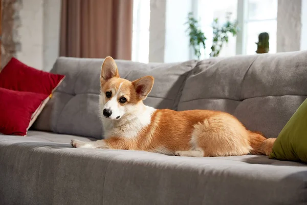 Cão Corgi Raça Pura Atraente Bonito Bonito Deitado Sofá Sala — Fotografia de Stock