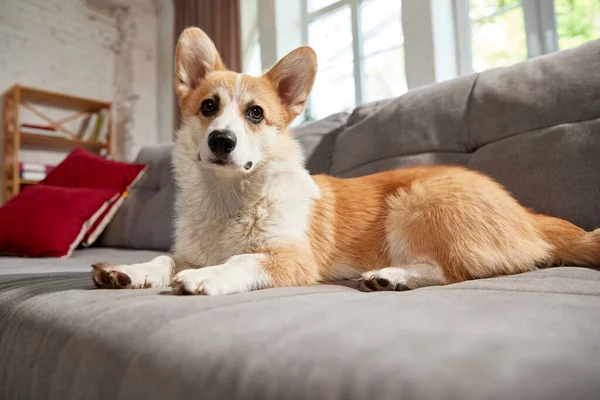 Piękny Mądry Spokojny Rasowy Corgi Dog Leżący Kanapie Salonie Patrzący — Zdjęcie stockowe