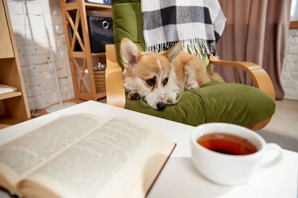 Akıllı Safkan Gözlüklü Corgi Köpeği Evdeki Koltuğa Bakıyor Kitap Çay — Stok fotoğraf