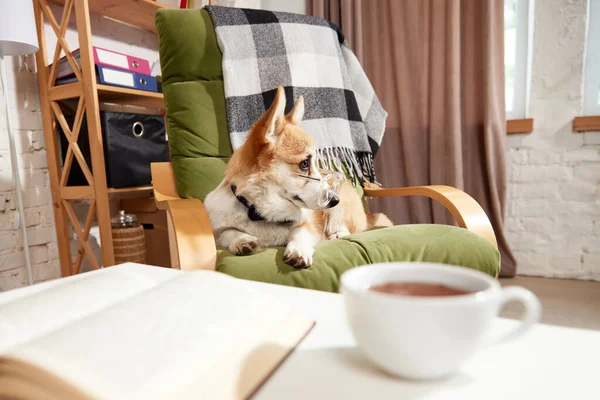 Cão Corgi Raça Pura Inteligente Óculos Olhando Para Poltrona Casa — Fotografia de Stock