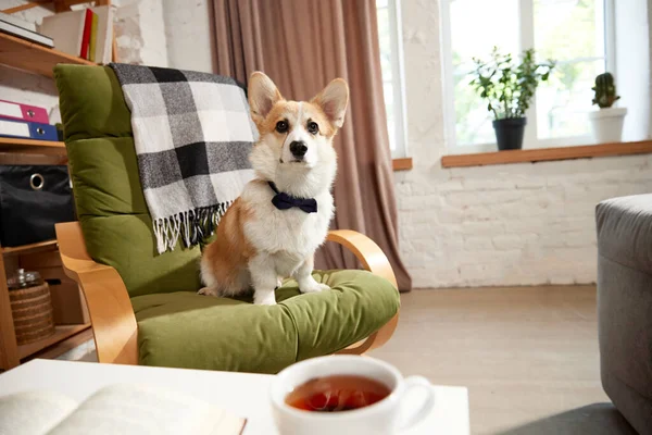 Sevimli Güzel Safkan Corgi Köpeği Evde Gündüzleri Sakince Koltukta Oturuyor — Stok fotoğraf