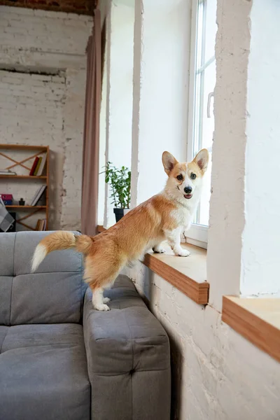 Gülümseyen Neşeli Mutlu Safkan Corgi Köpeği Kanepede Dikilip Pencere Eşiğine — Stok fotoğraf