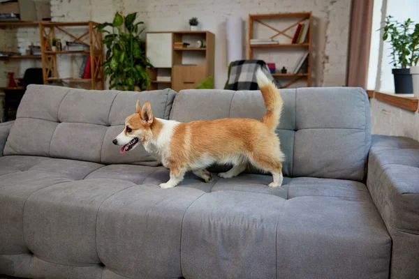Active Playful Purebred Corgi Dog Walking Sofa Living Room Daytime — Stock Photo, Image