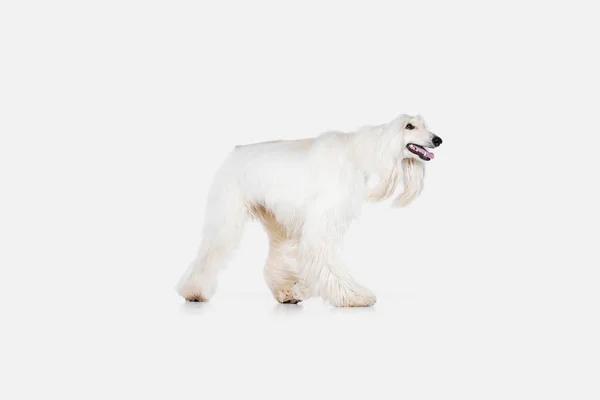 Image Purebred White Afghan Hound Dog Walking White Studio Background — Stock Photo, Image