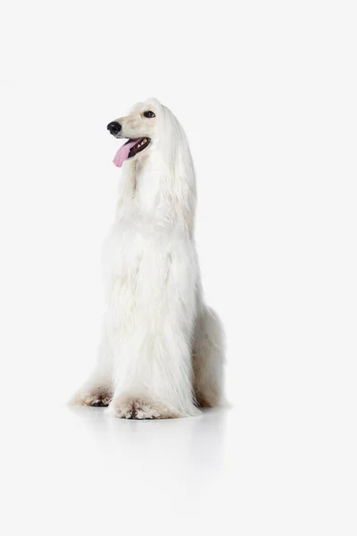 美しく 純白のアフガニスタンの猟犬のイメージを冷静に座って 白いスタジオの背景に笑顔 犬の生活 美しさ 国内ペットの概念 広告のコピースペース — ストック写真