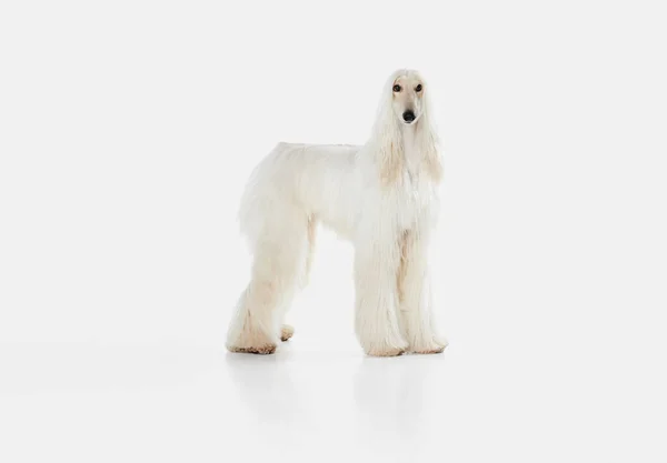 Image Purebred Beautiful Afghan Hound Dog Standing Attentively Looking White — Stock Photo, Image