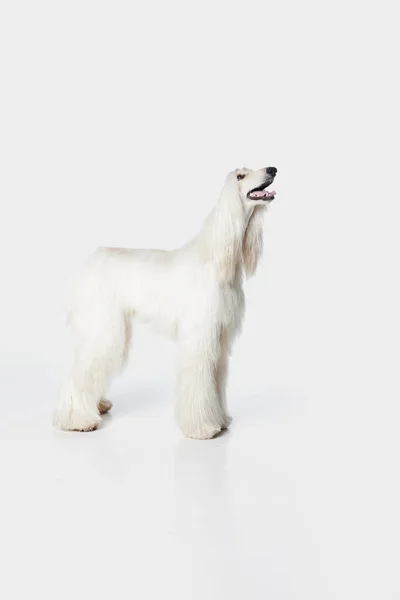 Image Purebred Beautiful Afghan Hound Dog Standing Attentively Looking White — Stock Photo, Image