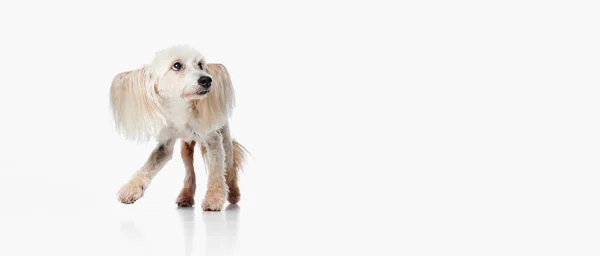 Εικόνα Από Χαριτωμένο Αστείο Αναζητούν Κινεζική Crested Dog Πόδια Λευκό — Φωτογραφία Αρχείου