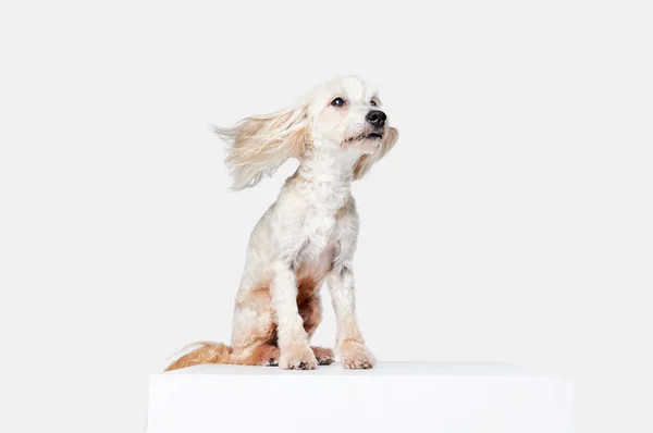 Άνεμος Εικόνα Του Αστείου Όμορφου Καθαρόαιμου Κινέζικου Τραγανού Σκύλου Που — Φωτογραφία Αρχείου
