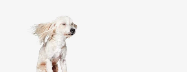 Wind Blowing Image Funny Beautiful Purebred Chinese Crested Dog Sitting — Stock Photo, Image