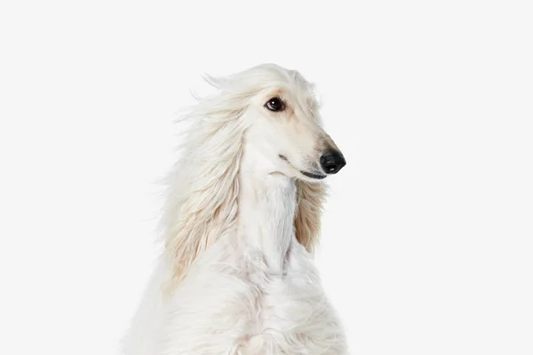 Image Beautiful Purered White Afghan Hound Dog White Studio Background — Stock Photo, Image