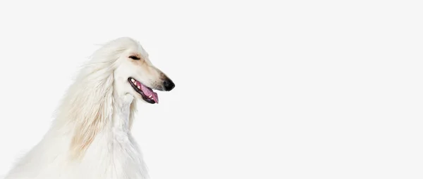 Imagem Belo Puro Branco Afghan Hound Cão Contra Fundo Estúdio — Fotografia de Stock