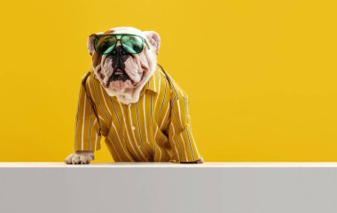 Şık, komik, safkan köpek, sarı stüdyo arka planında şık parlak gömlek ve güneş gözlüğü takan İngiliz bulldog. Yaz bakışı. Hayvanlar, mizah, evcil hayvanlar, moda, veteriner, tarz kavramı.