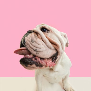 Yakın plan, safkan köpeğin komik ağızlığı, pembe stüdyo arka planında duran İngiliz buldoğu. Dil dışarı çıkıyor. Hayvanların konsepti, mizah, hayvan modası, veteriner, stil, eğlence, reklam