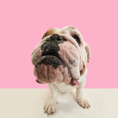 Yakın plan, safkan köpeğin komik ağızlığı, pembe stüdyo arka planında duran İngiliz buldoğu. Hayvanların konsepti, mizah, hayvan modası, veteriner, stil, eğlence, reklam