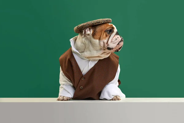 Purebred Stylish Dog English Bulldog Wearing Classical Vest Shirt Cap — Stock Photo, Image