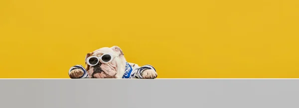 Чистая Стильная Собака Смешной Чистокровный Английский Бульдог Полосатой Рубашке Солнечных — стоковое фото