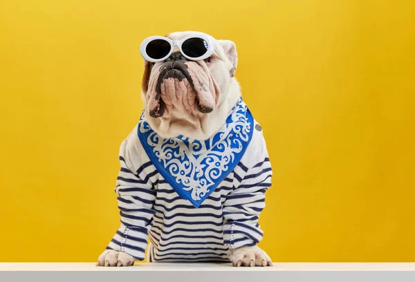 Safkan Ciddi Vahşi Stil Sahibi Bir Köpek Çizgili Gömlek Sarı — Stok fotoğraf