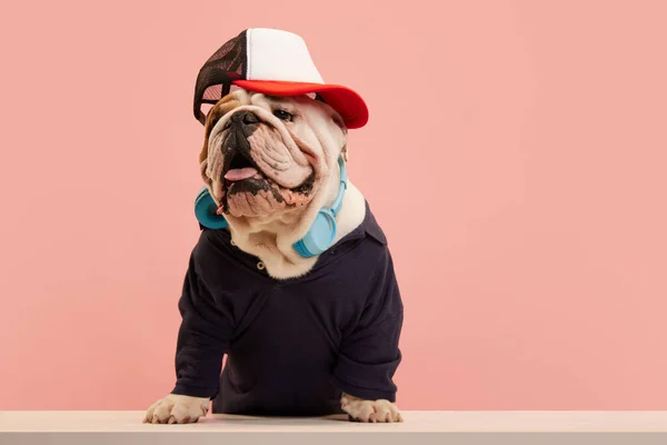 纯正的狗 穿着时髦运动服的英式牛头犬 在粉色工作室背景下听耳机里的音乐 动物的概念 宠物时尚 — 图库照片