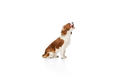 Cavalier Kralı Charles Spaniel 'in güzel safkan köpeği beyaz stüdyo arka planına yapışmış bir dille oturuyor. Hayvan, hayvan, bakım, hayvan dostu, veteriner, aksiyon, eğlence, duygular, reklam