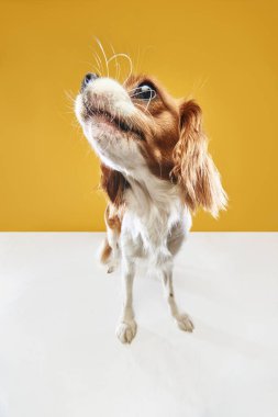 Balık gözü etkisi. Cavalier King Charles Spaniel 'in komik ağızlık görüntüsü sarı stüdyo arka planına karşı. Hayvan, hayvan, bakım, hayvan dostu, veteriner, aksiyon, eğlence, duygular, reklam