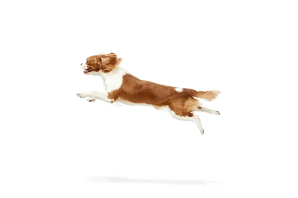 Dynamisches Bild Eines Aktiven Hundes Des Cavalier King Charles Spaniel — Stockfoto