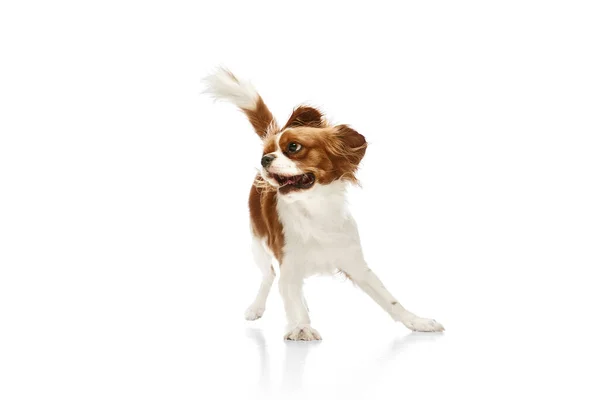 白いスタジオの背景と対戦し 運動中のCavalier王チャールズ スパニエルの遊び心のある 美しい犬 ペット ペットの友人 アクション 楽しみ 広告の概念 — ストック写真