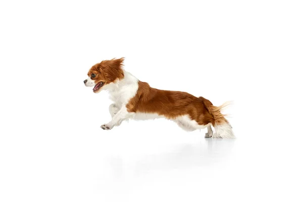Cavalier King Charles Spaniel Hareketli Aktif Köpeğinin Dinamik Görüntüsü Hızla — Stok fotoğraf