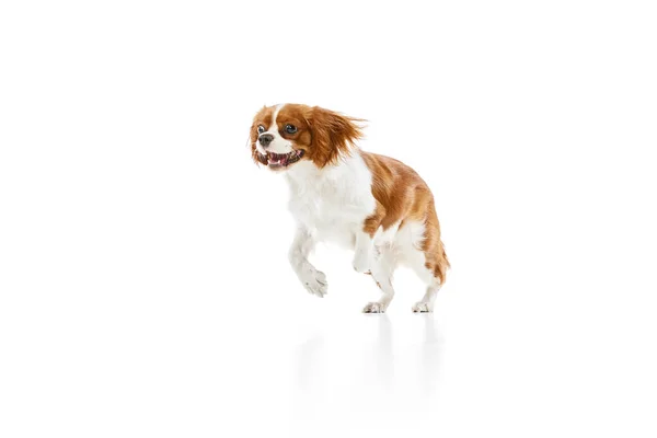 カヴァリエ王チャールズ スパニエルの美しい 美しい犬が動き 白いスタジオの背景に向かって歩いています ペット ペットの友人 アクション 楽しみ 広告の概念 — ストック写真