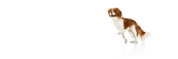 Мбаппе Милая Собака Короля Кавальере Чарльза Мбаппе Движении Гуляющая Белом — стоковое фото