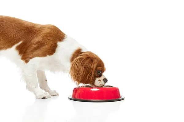 Piękny Rasowy Pies Cavalier King Charles Spaniel Jedzący Jedzenie Czerwonej — Zdjęcie stockowe