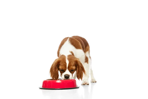 Belo Cão Raça Pura Cavalier King Charles Spaniel Comendo Comida — Fotografia de Stock