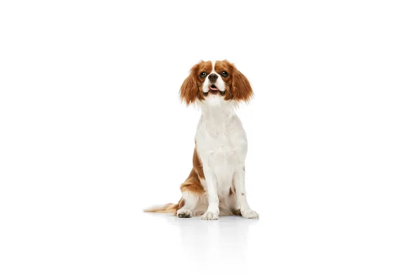 Schöner Ruhiger Reinrassiger Hund Von Cavalier King Charles Spaniel Der — Stockfoto