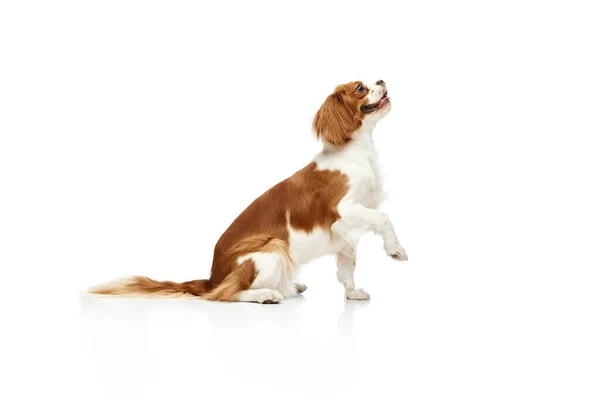 Verspielter Süßer Hund Des Cavalier King Charles Spaniel Sitzend Spielend — Stockfoto