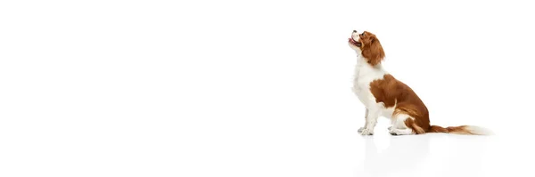 Παιχνιδιάρικο Χαριτωμένο Σκυλί Του Cavalier King Charles Spaniel Κάθεται Παίζοντας — Φωτογραφία Αρχείου